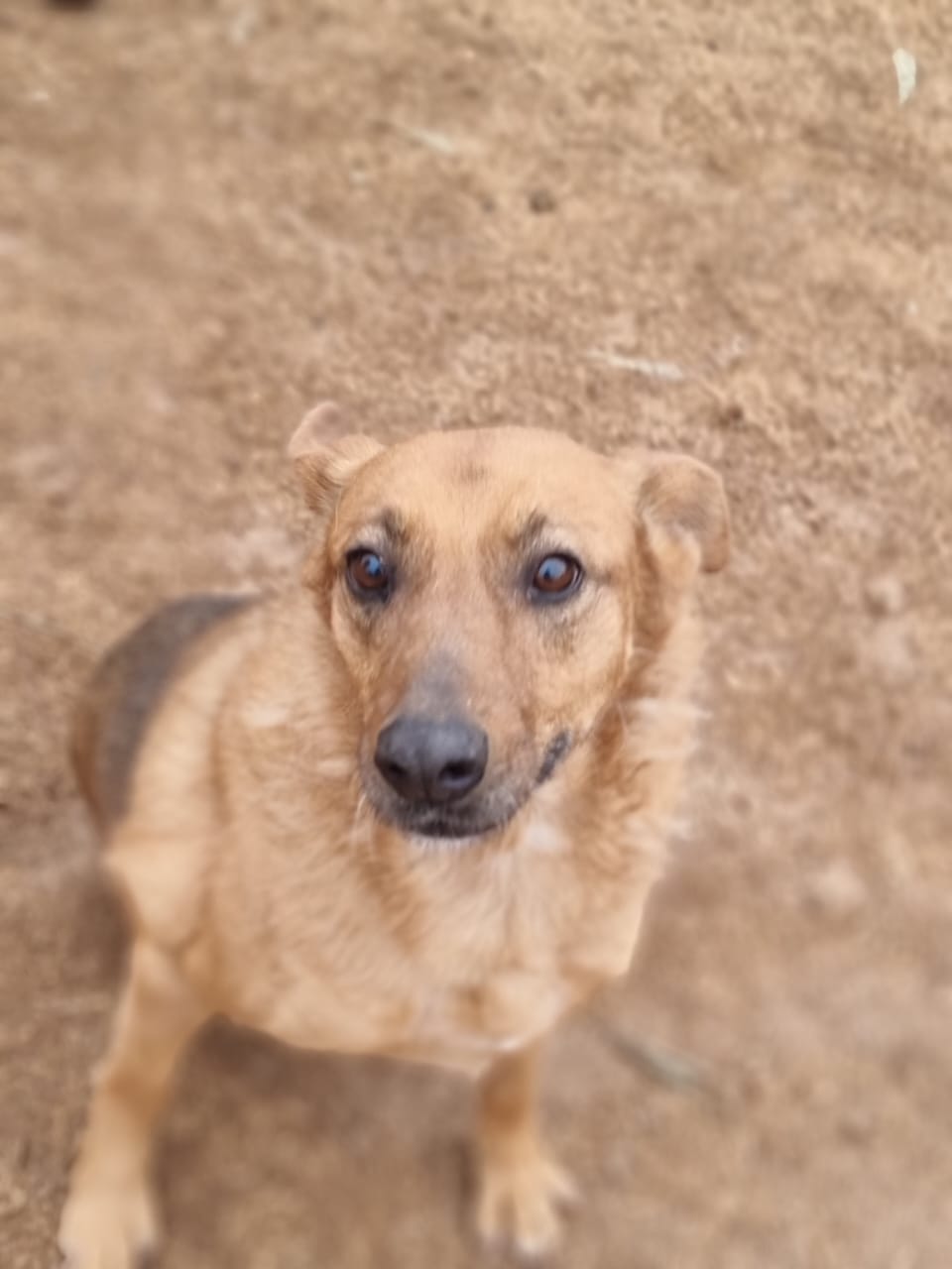 Amarilla