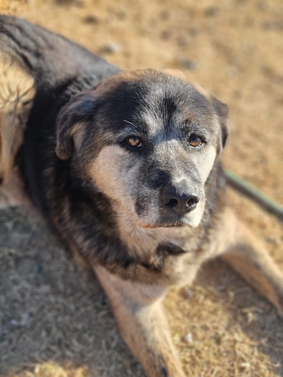 Oso